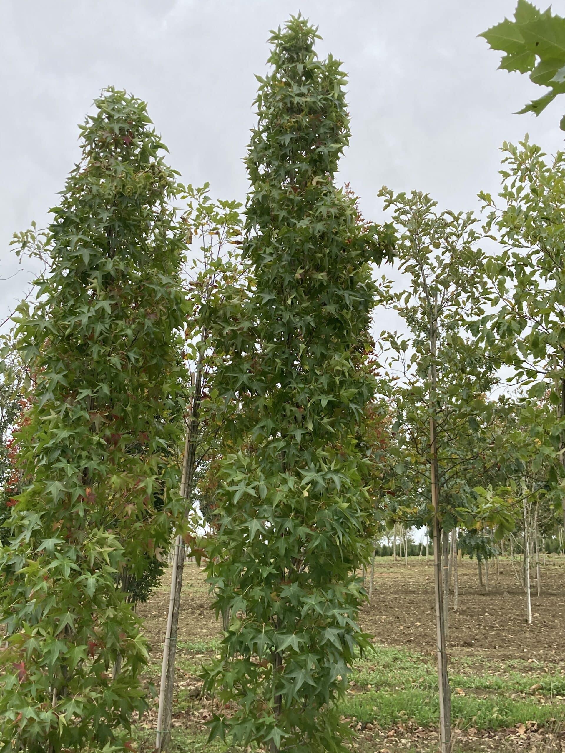 Liquidambar Styraciflua Slender Silhouette Multi Stem - View 14 from www redcrocus com