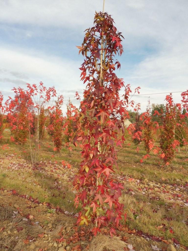 Liquidambar Styraciflua Slender Silhouette Multi Stem - View 15 from www redcrocus com