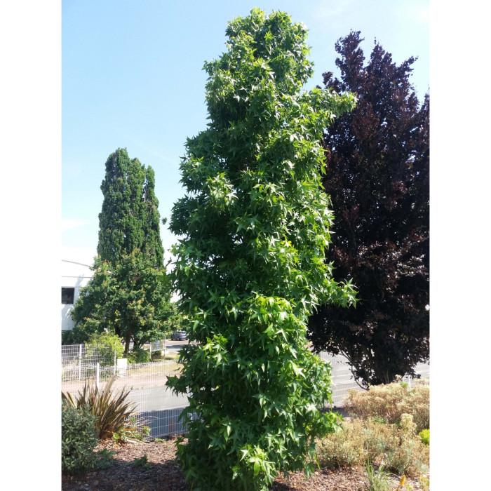 Liquidambar Styraciflua Slender Silhouette Multi Stem - View 19 from www redcrocus com
