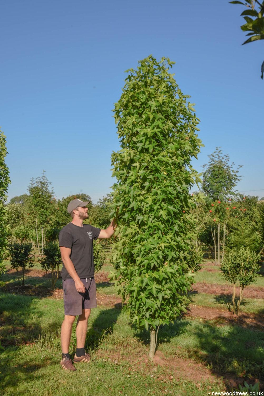 Liquidambar Styraciflua Slender Silhouette Multi Stem - View 6 from www redcrocus com
