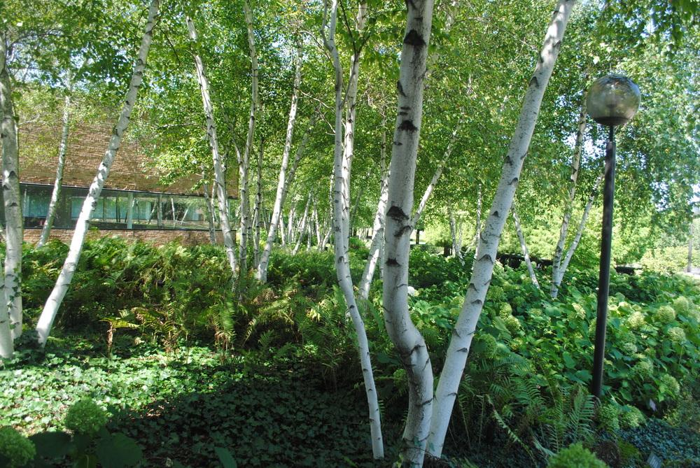 Betula Populifolia Whitespire Multi Stem - View 10 from www redcrocus com