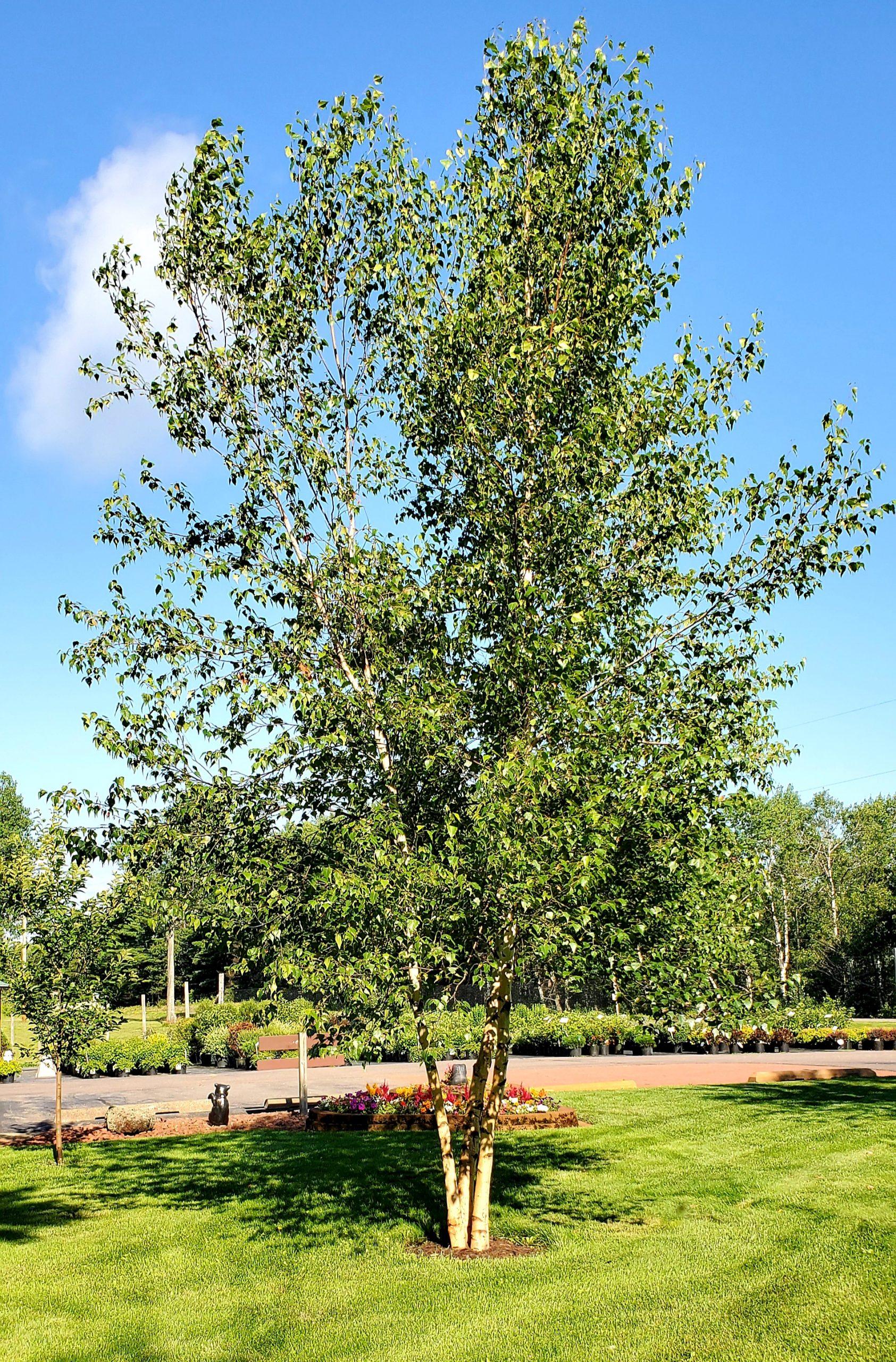 Betula Populifolia Whitespire Multi Stem - View 11 from www redcrocus com