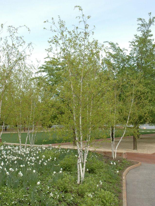 Betula Populifolia Whitespire Multi Stem - View 12 from www redcrocus com
