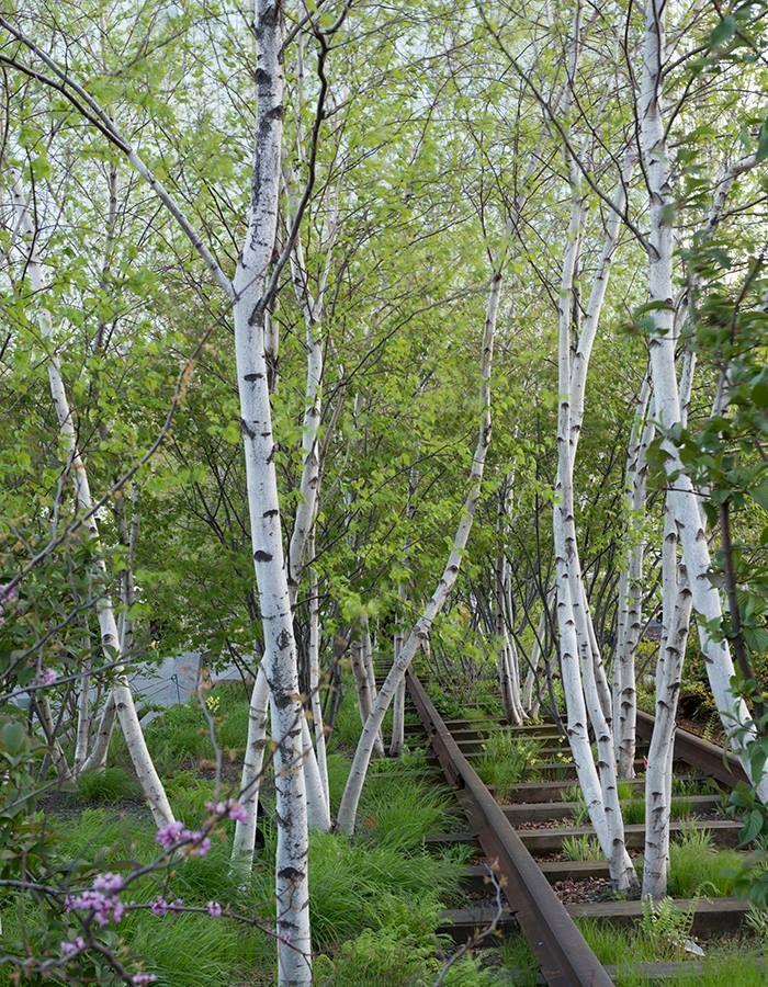 Betula Populifolia Whitespire Multi Stem - View 13 from www redcrocus com