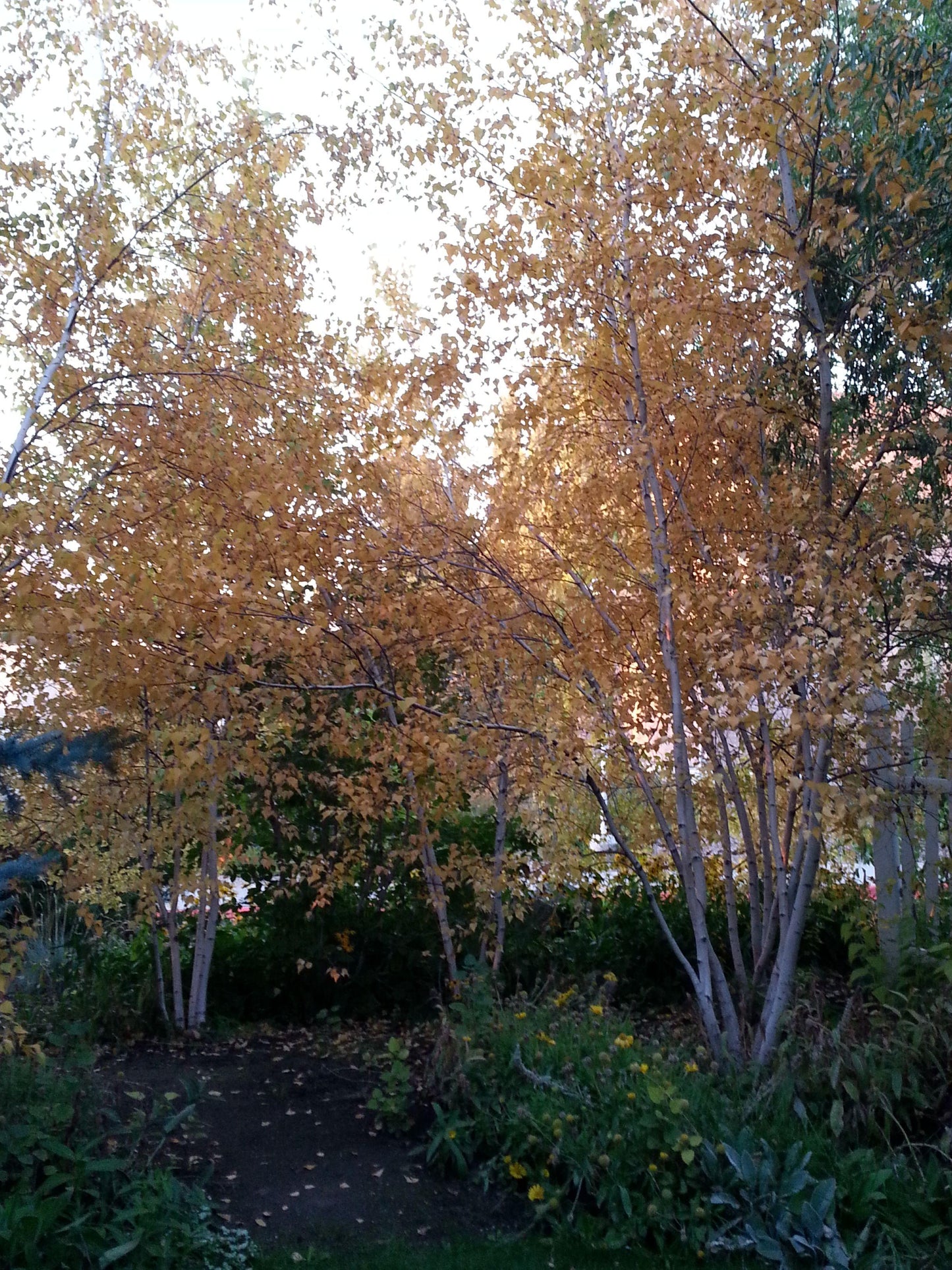 Betula Populifolia Whitespire Multi Stem - View 14 from www redcrocus com