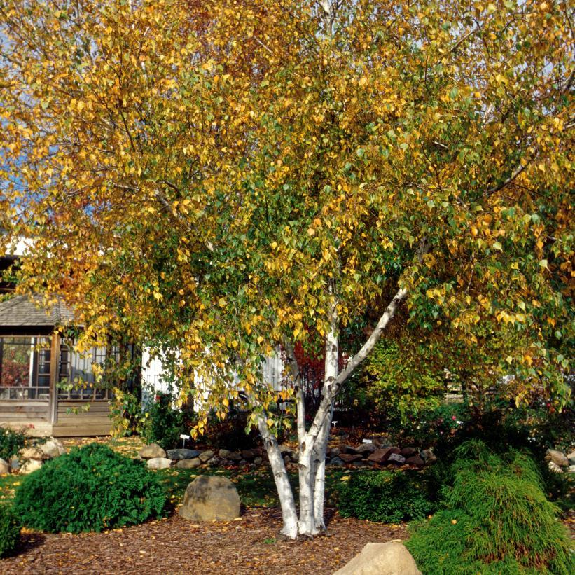 Betula Populifolia Whitespire Multi Stem - View 4 from www redcrocus com