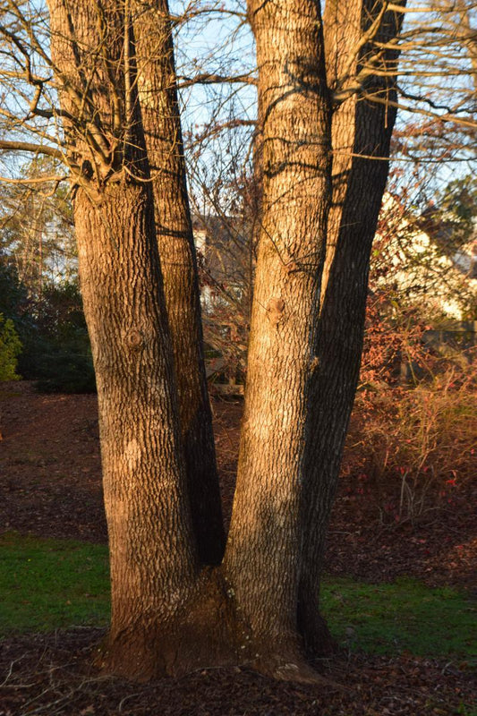 Nyssa Sylvatica Single Stem - View 10 from www redcrocus com