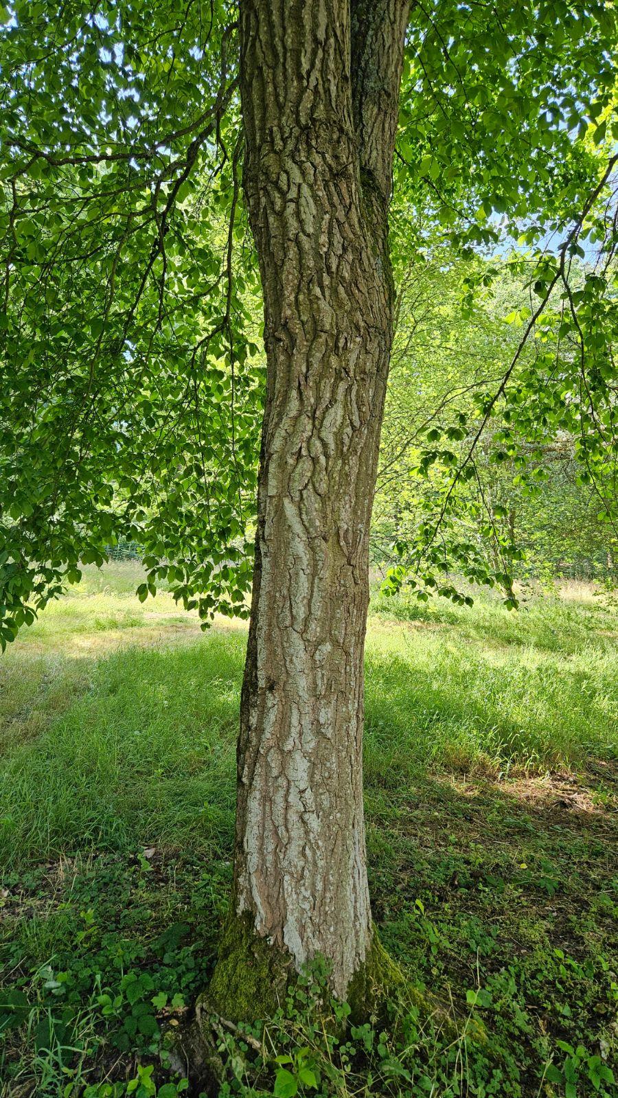 Nyssa Sylvatica Single Stem - View 14 from www redcrocus com