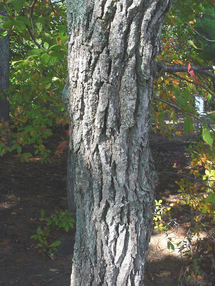 Nyssa Sylvatica Single Stem - View 19 from www redcrocus com