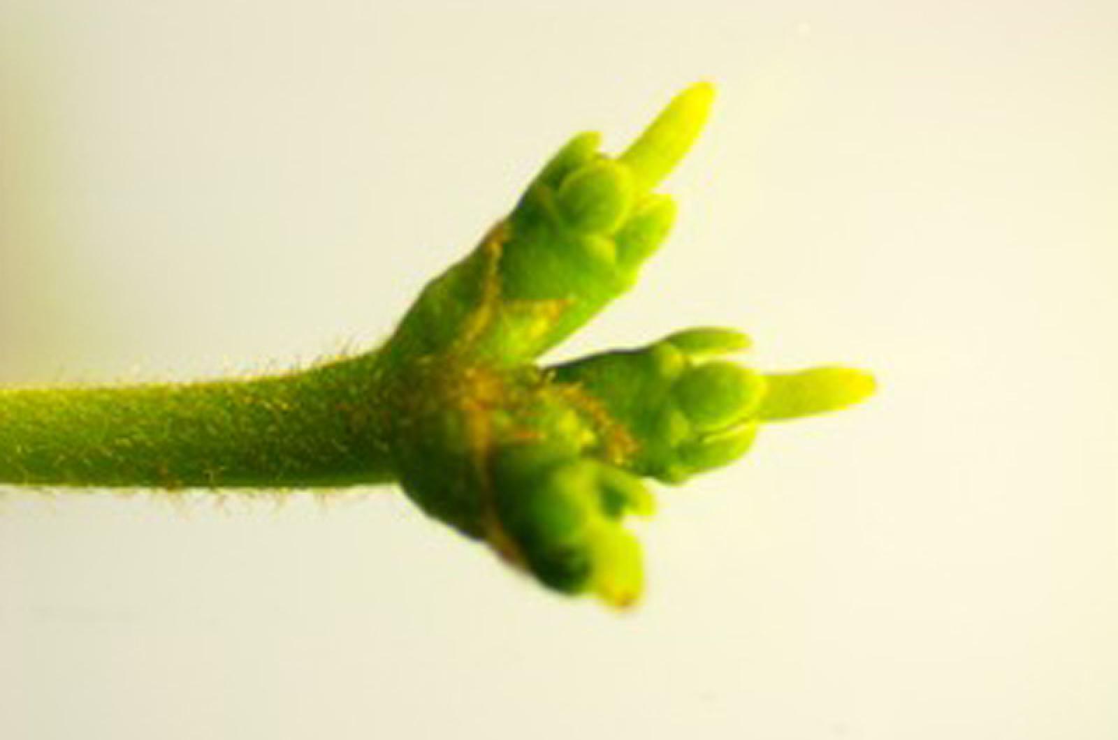 Nyssa Sylvatica Single Stem - View 27 from www redcrocus com