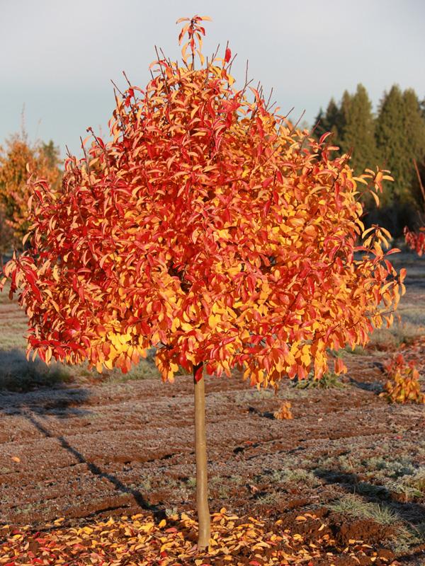 Nyssa Sylvatica Single Stem - View 2 from www redcrocus com