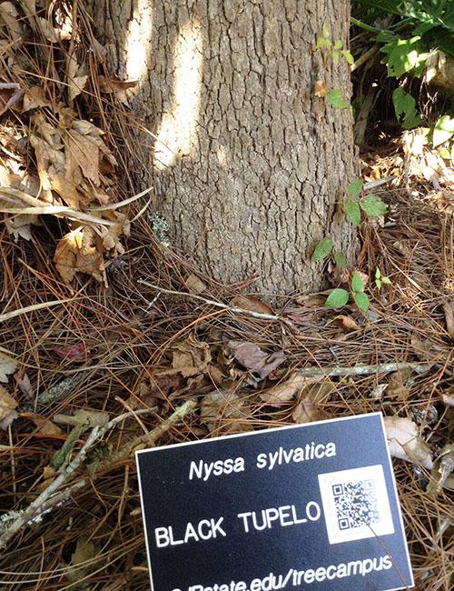Nyssa Sylvatica Single Stem - View 9 from www redcrocus com