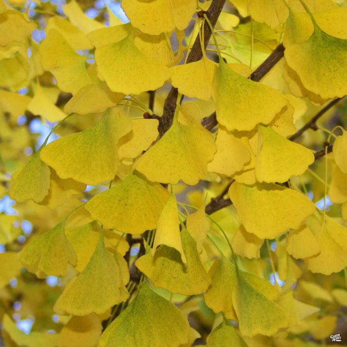 Ginkgo Biloba Autumn Gold Single Stem - View 14 from www redcrocus com