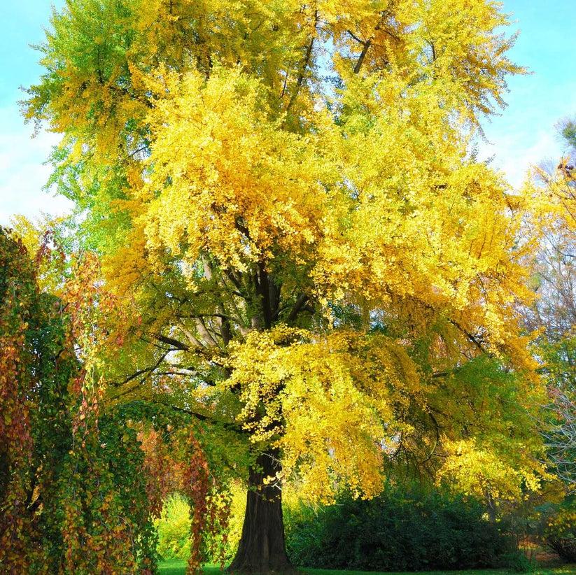 Ginkgo Biloba Autumn Gold Single Stem - View 2 from www redcrocus com