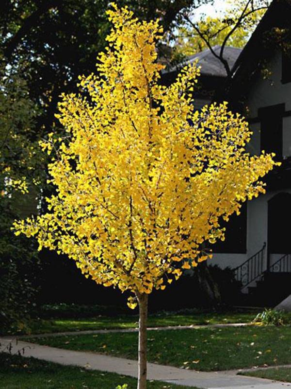 Ginkgo Biloba Autumn Gold Single Stem - View 3 from www redcrocus com