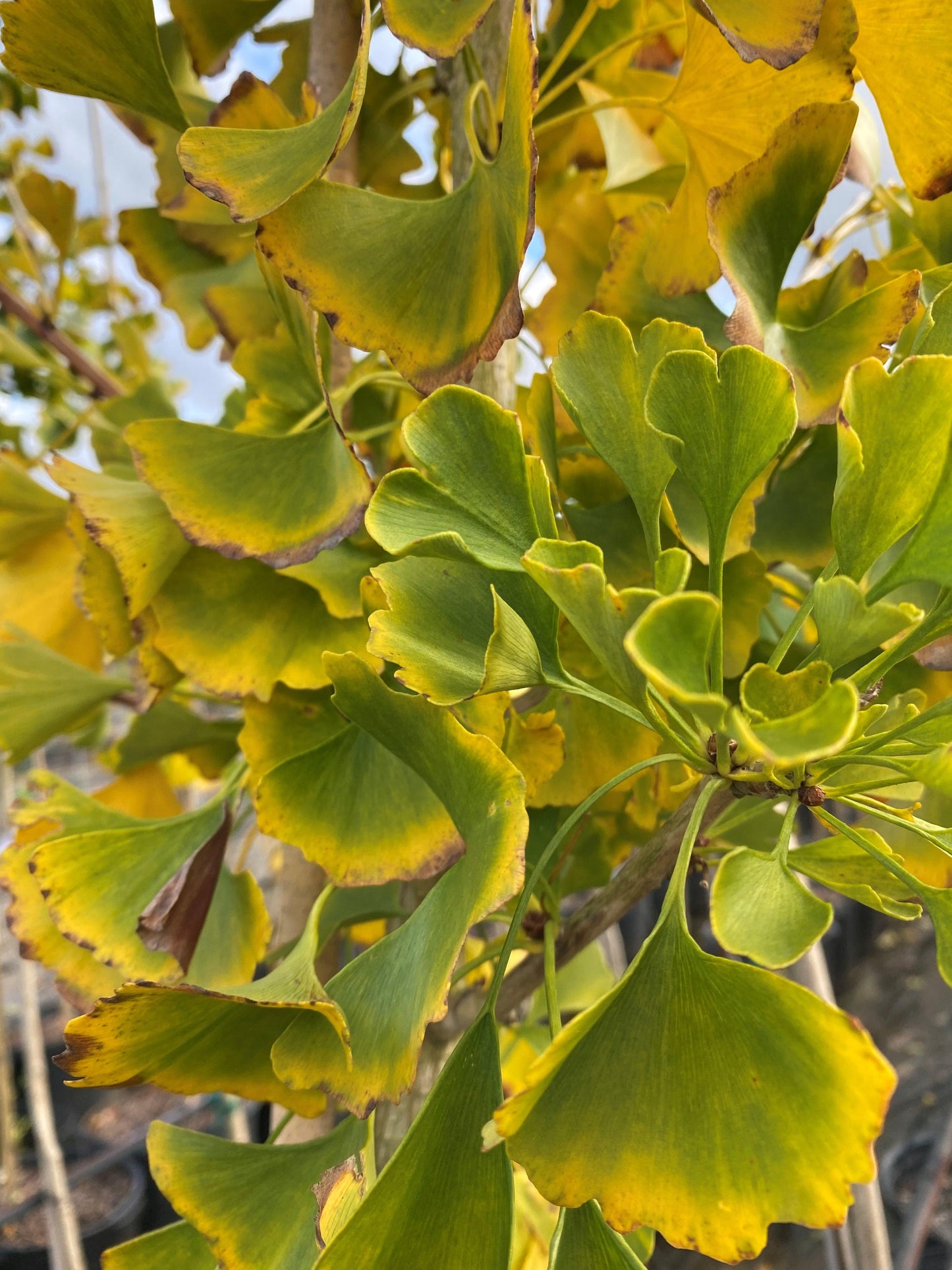 Ginkgo Biloba Autumn Gold Single Stem - View 6 from www redcrocus com