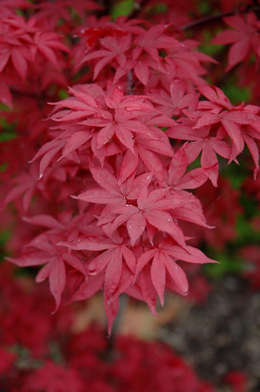 Acer Palmatum Twombly S Red Sentinel - View 15 from www redcrocus com