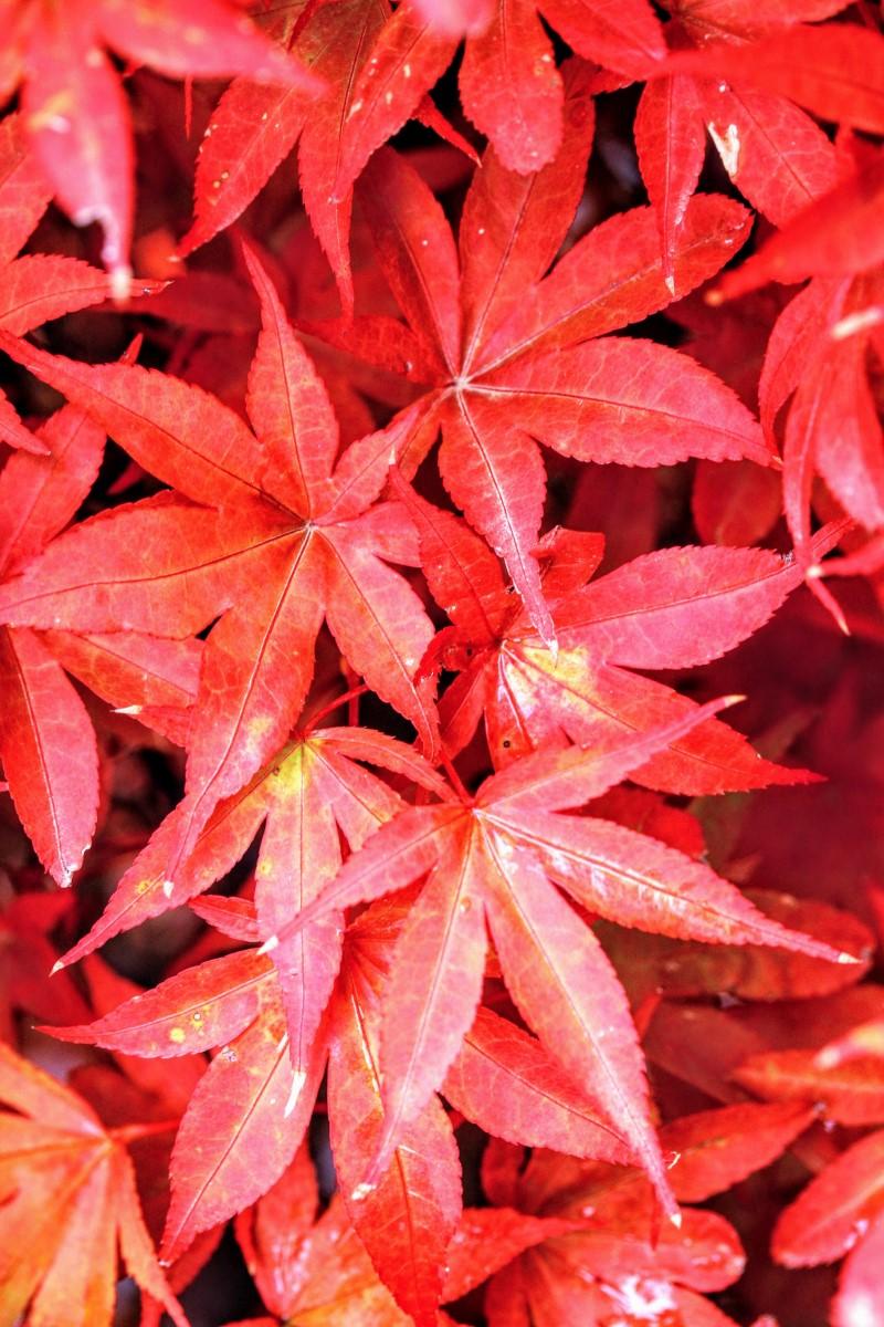 Acer Palmatum Twombly S Red Sentinel - View 16 from www redcrocus com