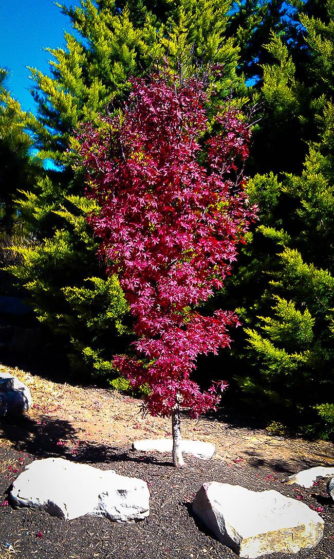 Acer Palmatum Twombly S Red Sentinel - View 18 from www redcrocus com