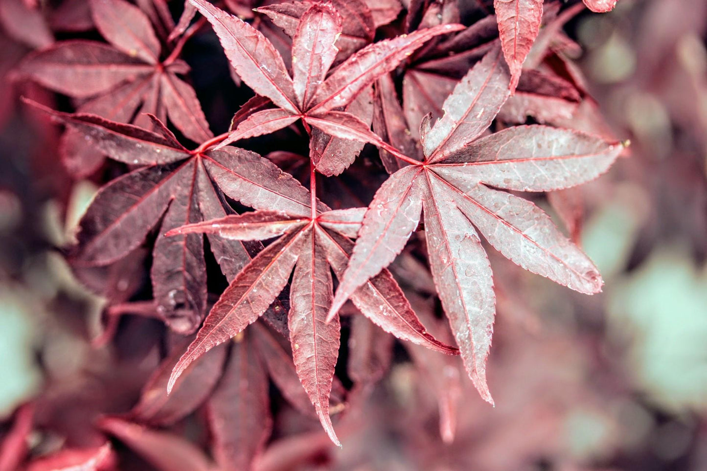 Acer Palmatum Twombly S Red Sentinel - View 19 from www redcrocus com