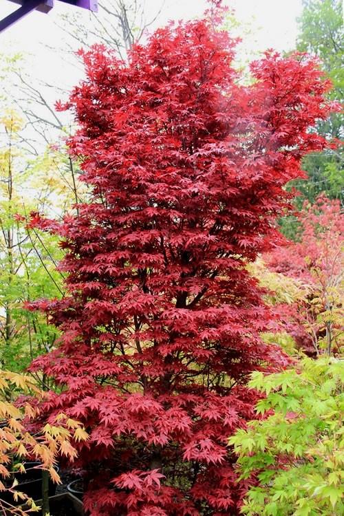 Acer Palmatum Twombly S Red Sentinel - View 4 from www redcrocus com