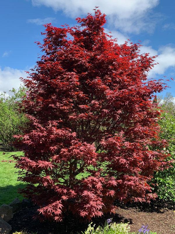 Acer Palmatum Twombly S Red Sentinel - View 8 from www redcrocus com