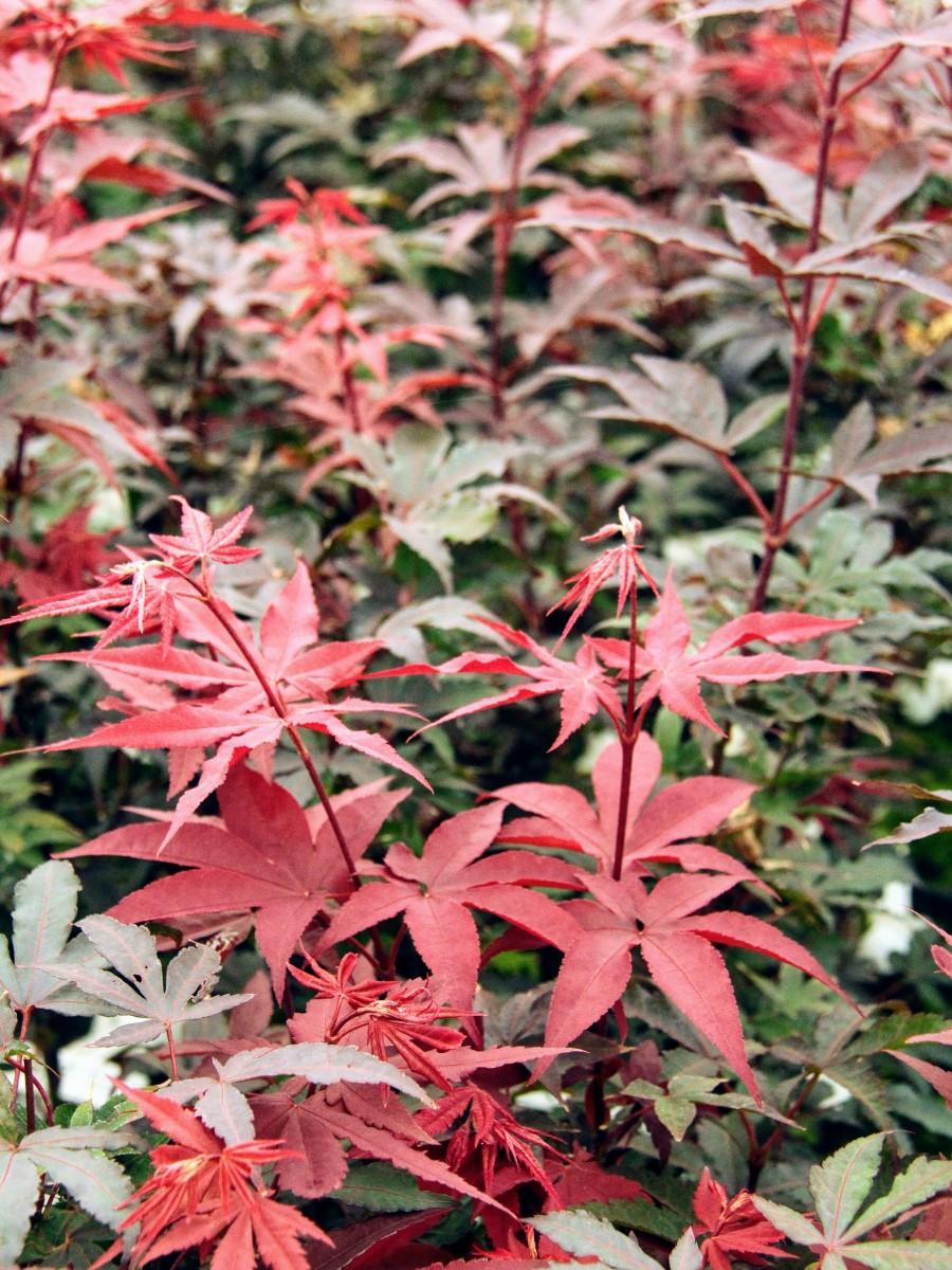 Acer Palmatum Twombly S Red Sentinel - View 9 from www redcrocus com