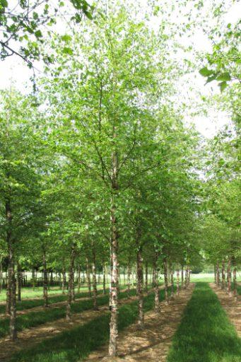 Betula Nigra Northern Tribute Single Stem - View 14 from www redcrocus com