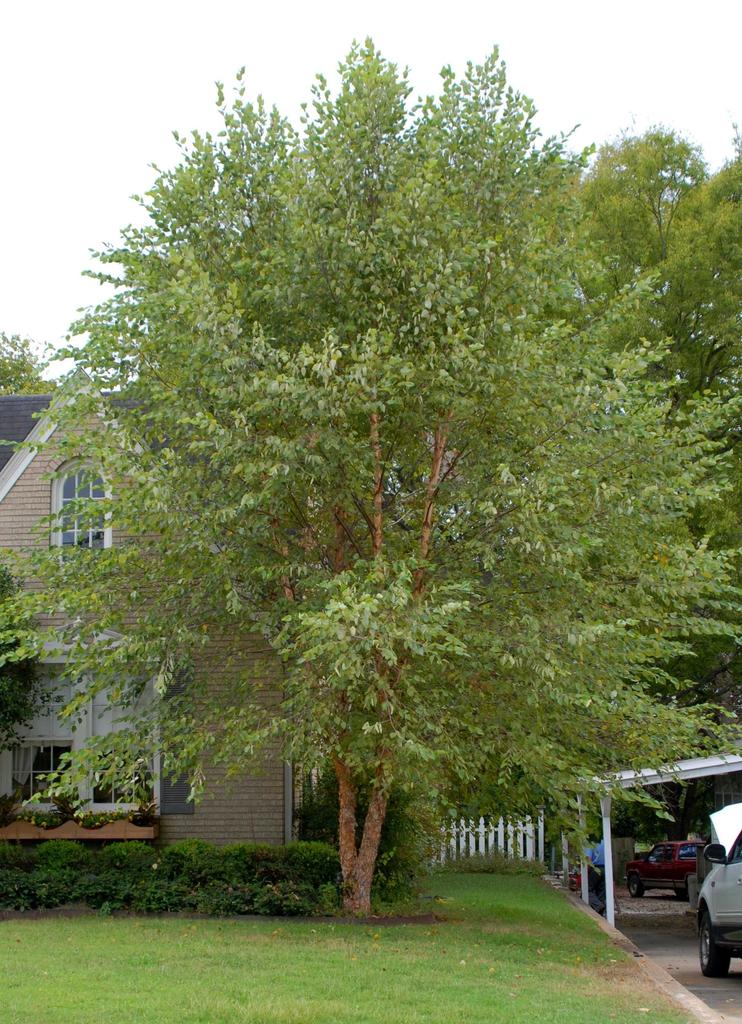 Betula Nigra Northern Tribute Single Stem - View 17 from www redcrocus com