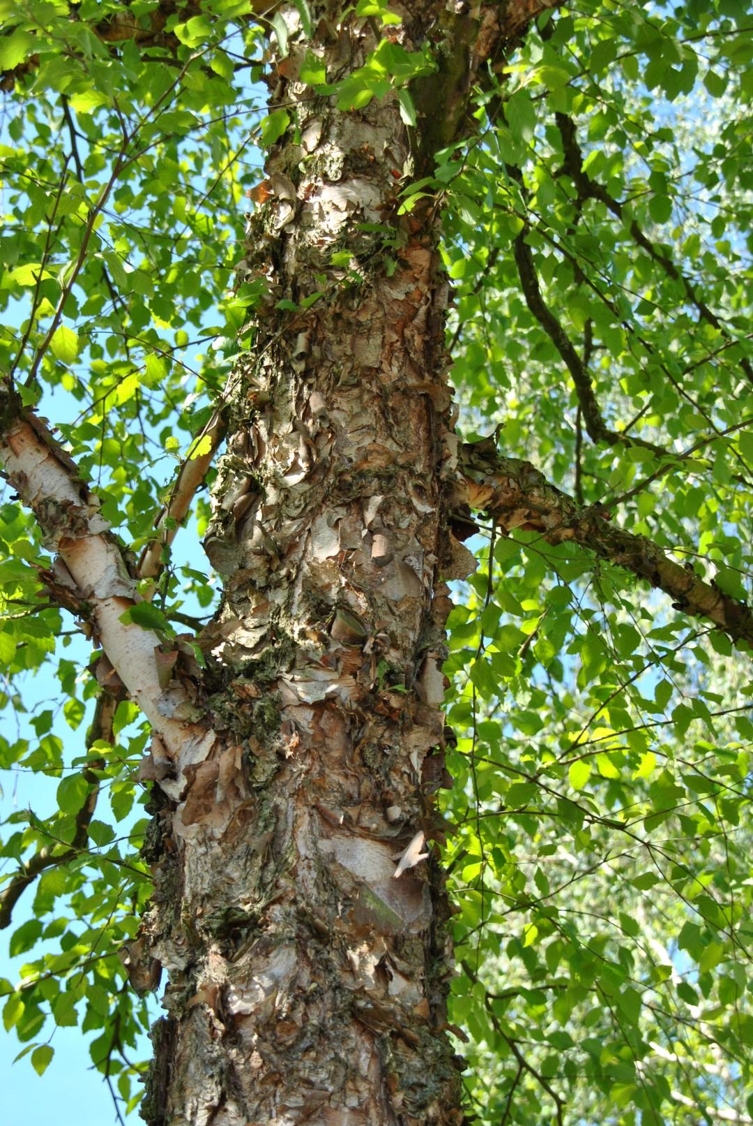 Betula Nigra Northern Tribute Single Stem - View 18 from www redcrocus com