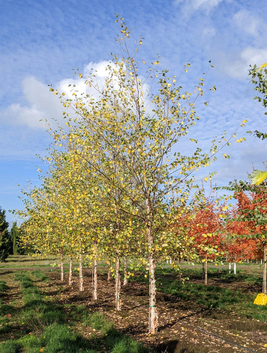 Betula Nigra Northern Tribute Single Stem - View 1 from www redcrocus com