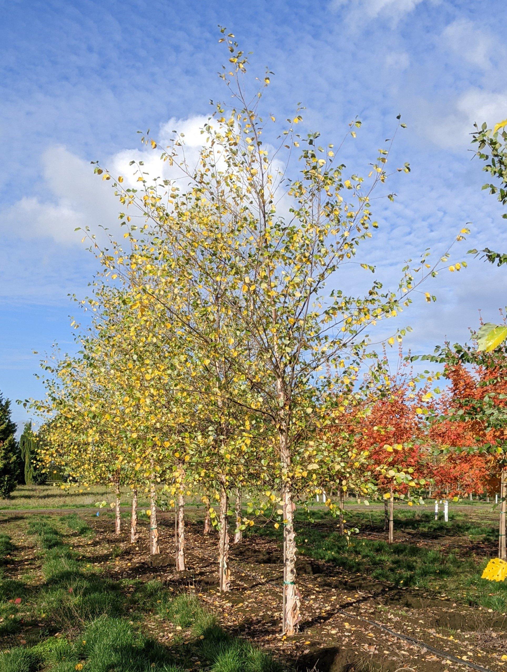Betula Nigra Northern Tribute Single Stem - View 1 from www redcrocus com