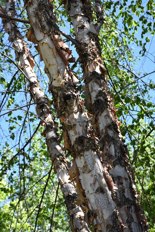 Betula Nigra Northern Tribute Single Stem - View 2 from www redcrocus com
