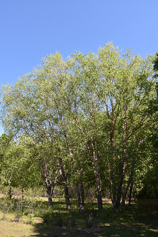 Betula Nigra Northern Tribute Single Stem - View 5 from www redcrocus com