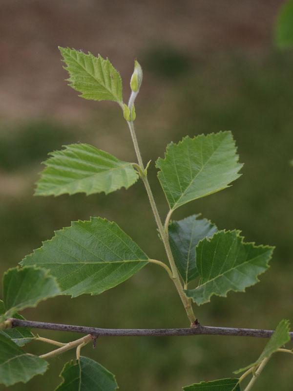 Betula Nigra Northern Tribute Single Stem - View 6 from www redcrocus com