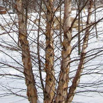 Betula Nigra Northern Tribute Single Stem - View 8 from www redcrocus com