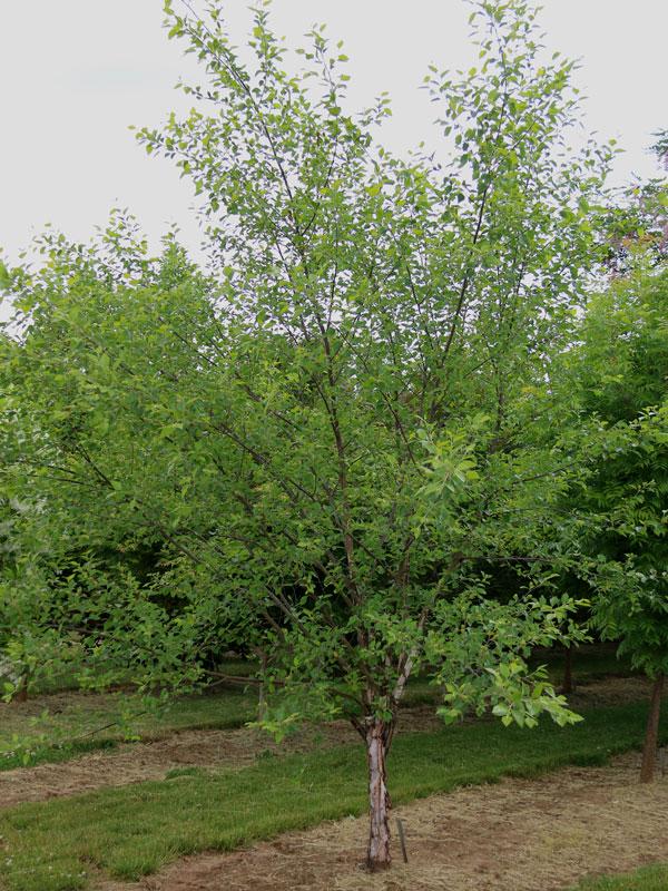 Betula Nigra Northern Tribute Single Stem - View 9 from www redcrocus com