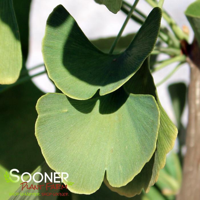 Ginkgo Biloba Grindstone Single Stem - View 10 from www redcrocus com