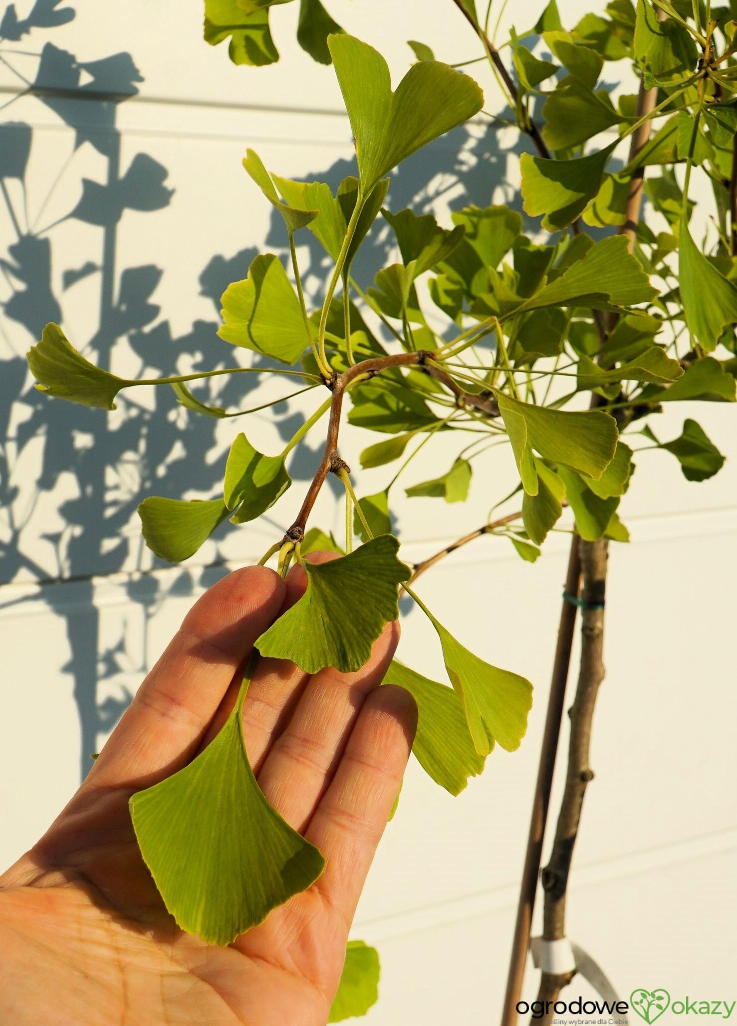 Ginkgo Biloba Grindstone Single Stem - View 15 from www redcrocus com
