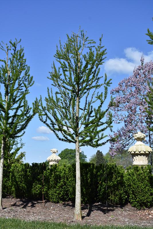 Taxodium Distichum Peve Minaret - View 10 from www redcrocus com