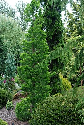 Taxodium Distichum Peve Minaret - View 14 from www redcrocus com