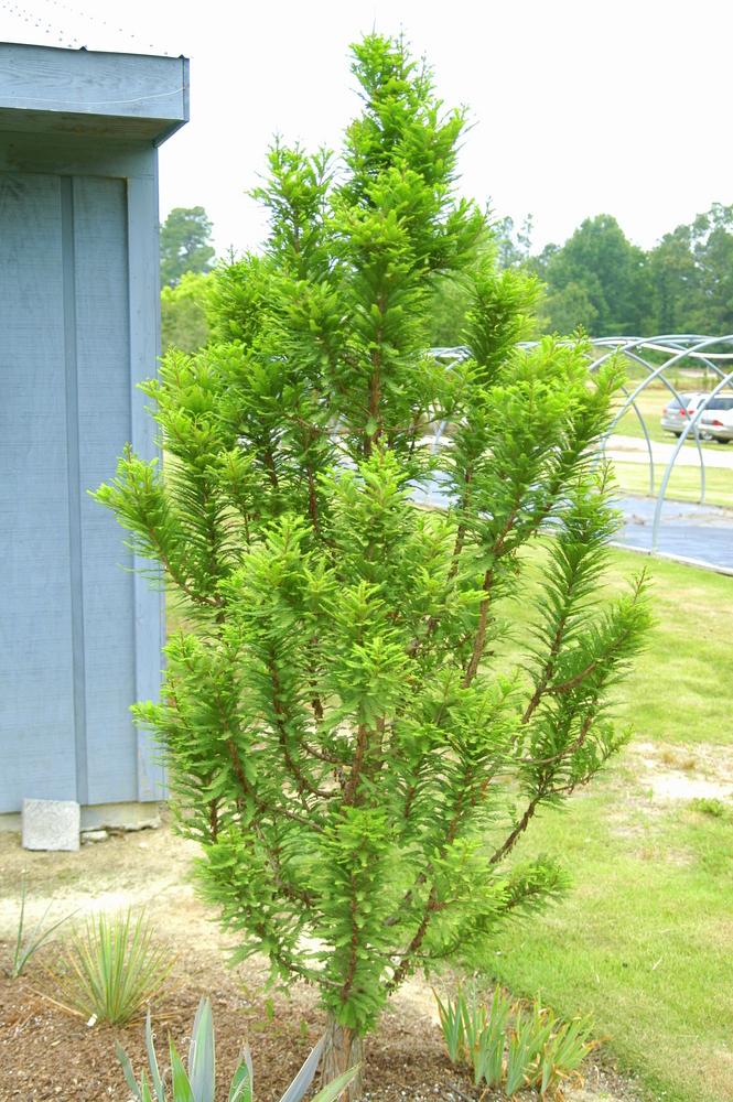 Taxodium Distichum Peve Minaret - View 1 from www redcrocus com