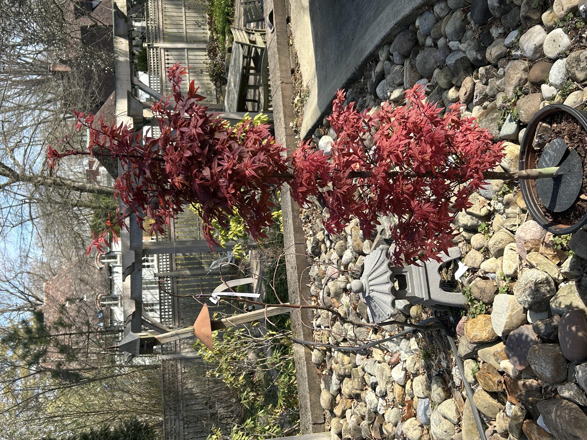 Acer Palmatum 'twombly's Red Sentinel' - View 10 from www redcrocus com