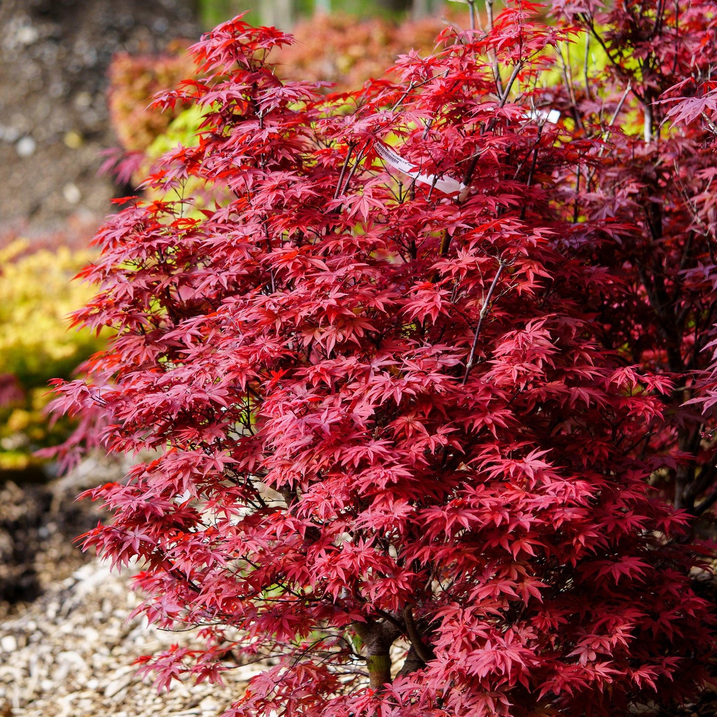 Acer Palmatum 'twombly's Red Sentinel' - View 11 from www redcrocus com
