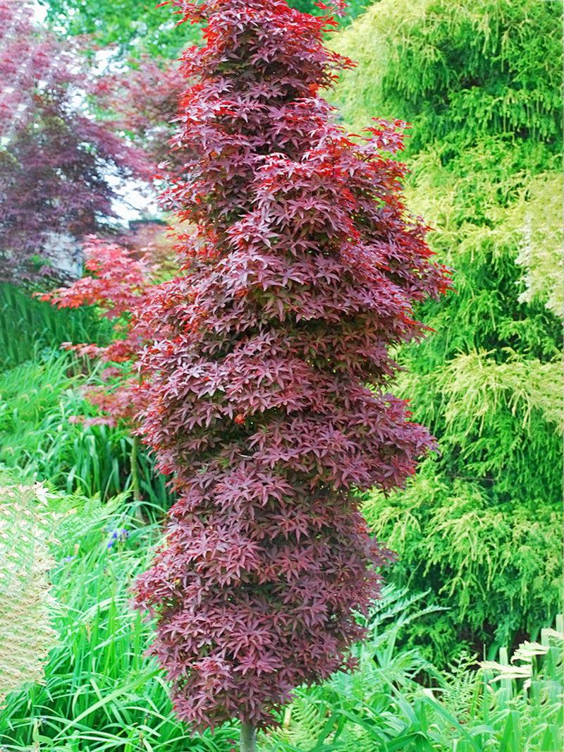 Acer Palmatum 'twombly's Red Sentinel' - View 13 from www redcrocus com