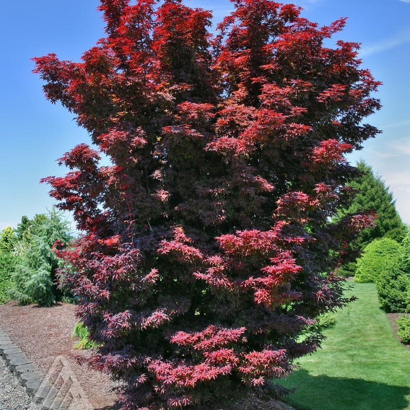 Acer Palmatum 'twombly's Red Sentinel' - View 18 from www redcrocus com