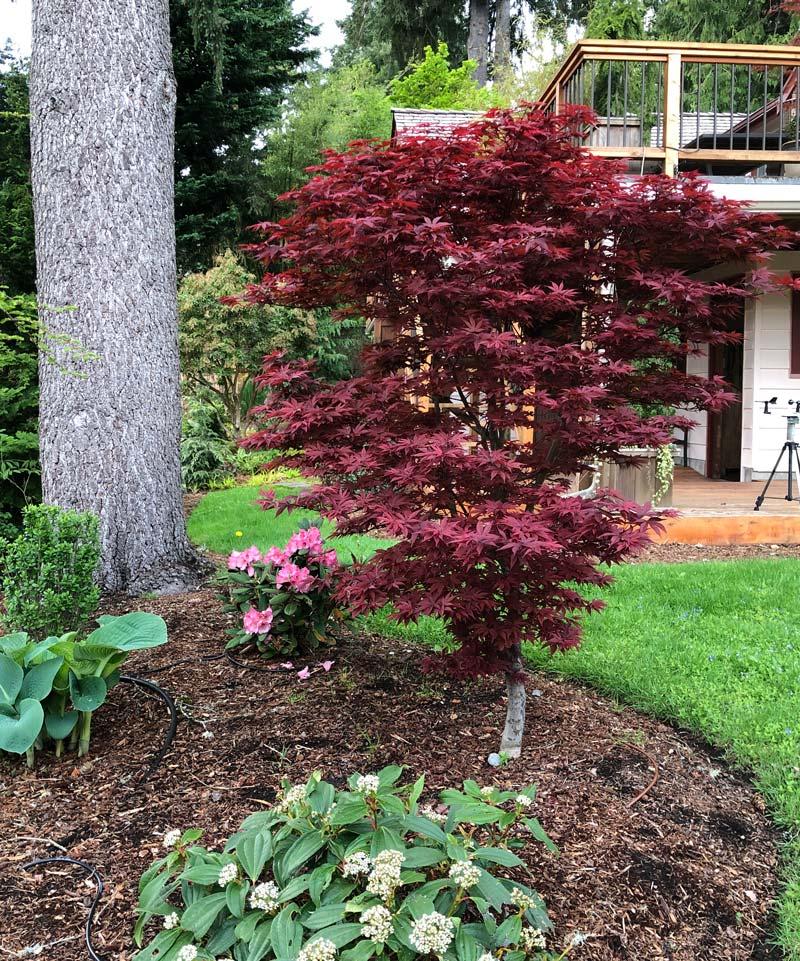 Acer Palmatum 'twombly's Red Sentinel' - View 19 from www redcrocus com