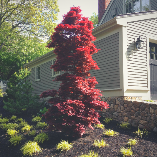 Acer Palmatum 'twombly's Red Sentinel' - View 1 from www redcrocus com