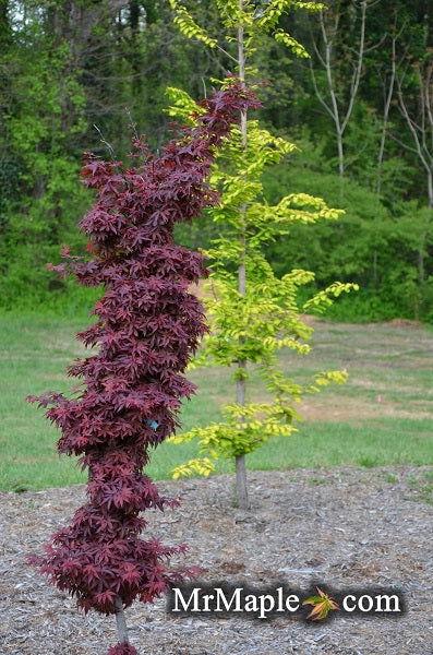Acer Palmatum 'twombly's Red Sentinel' - View 20 from www redcrocus com