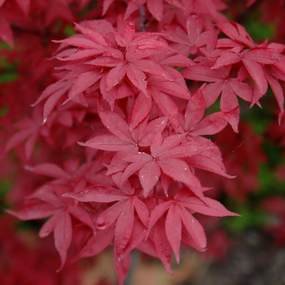 Acer Palmatum 'twombly's Red Sentinel' - View 23 from www redcrocus com